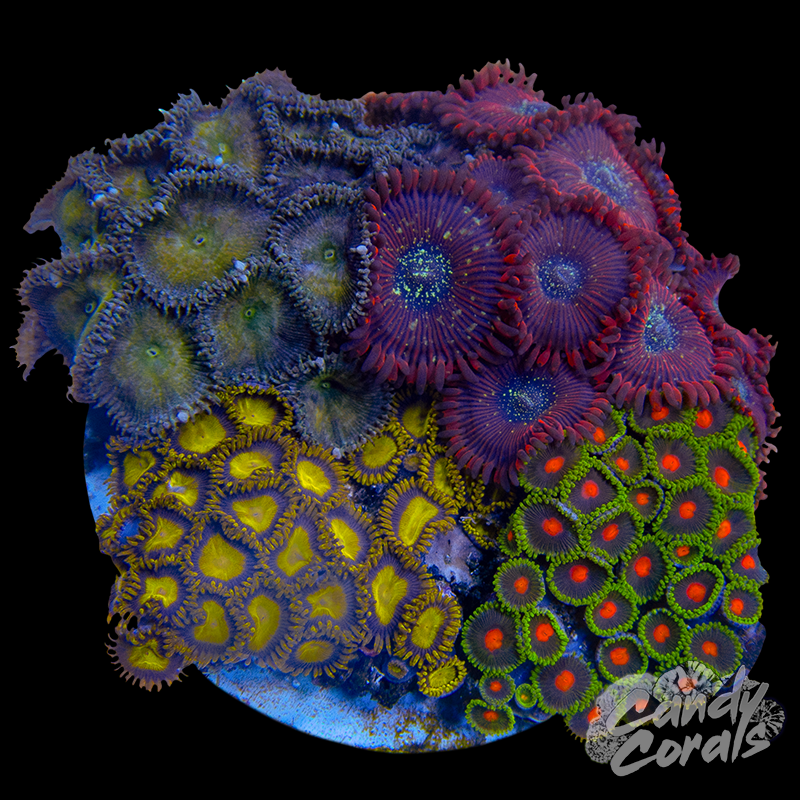 Zoanthid Garden Plate 6