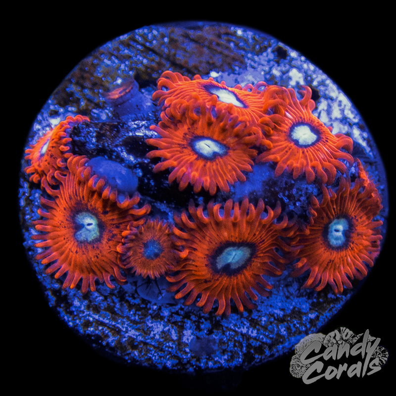 All Corals – Page 17 – Candy Corals