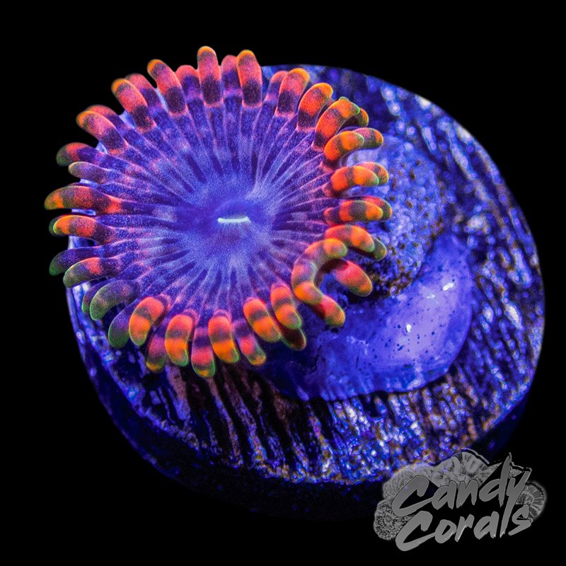 TSA Fairy Farts Zoanthid Per Polyp Z1