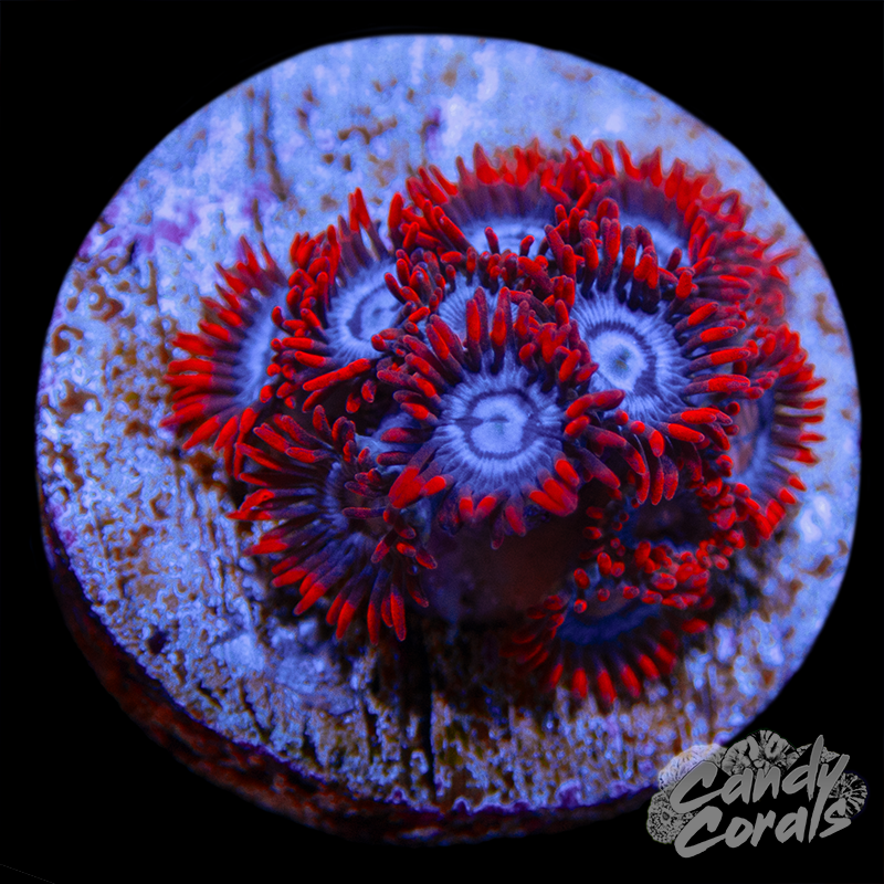 Snitches Zoanthid Frag