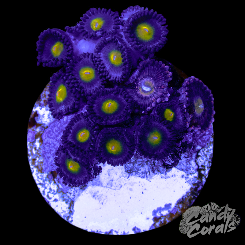 Zoanthid Duo WYSIWYG 39