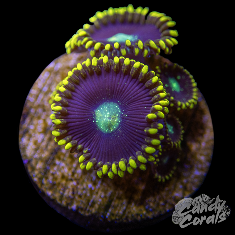 Black Hole Zoanthid Frag Z27