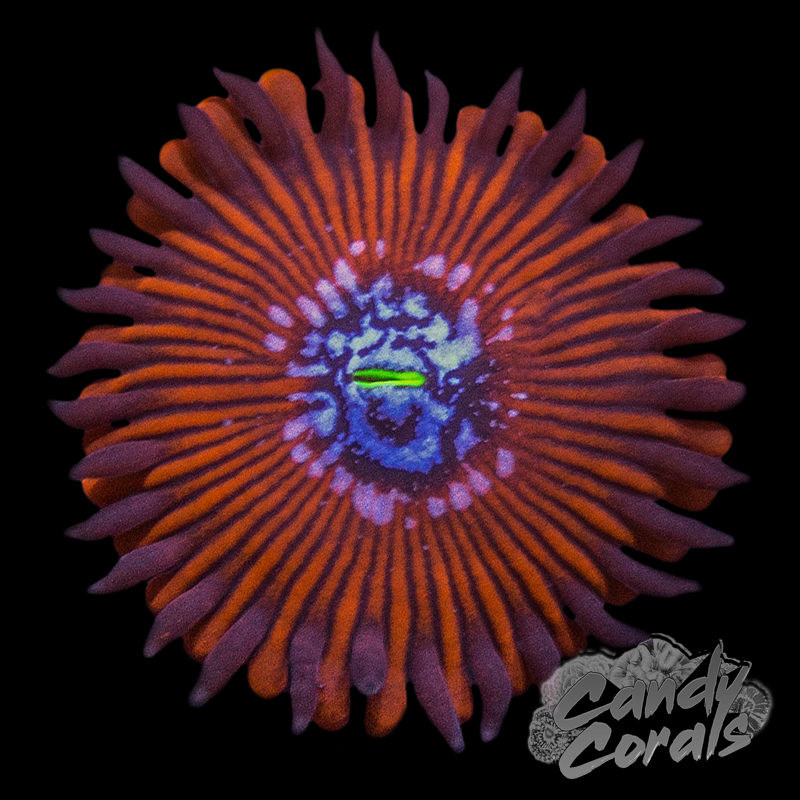 TSA Wizard Palythoa Per Polyp Z52