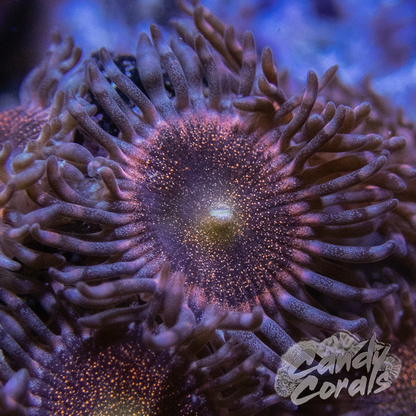 Mohawk Zoanthid Frag