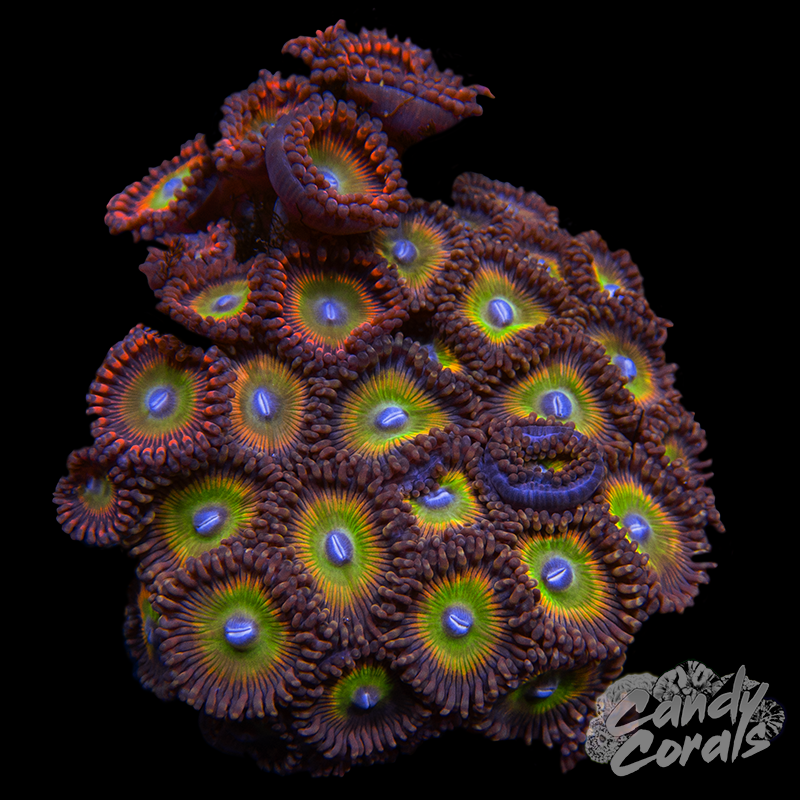 Zoanthid Garden Plate 10
