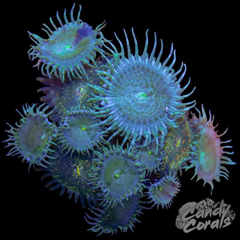Zoanthid WYSIWYG 6