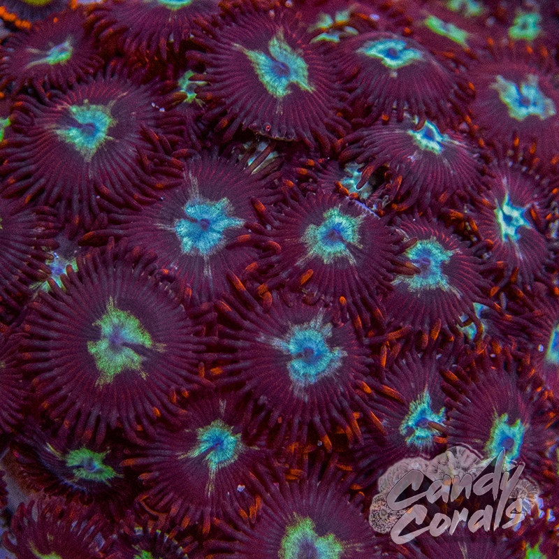 TSA Frosted Phoenix Zoanthid Frag