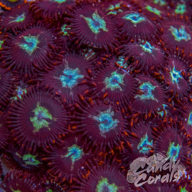 TSA Frosted Phoenix Zoanthid Frag Z55
