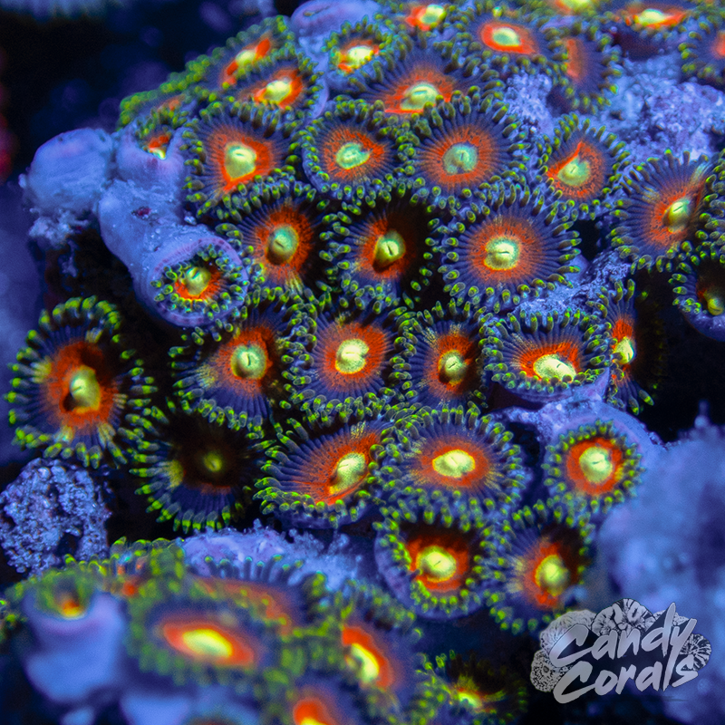 Love Game Zoanthid Frag