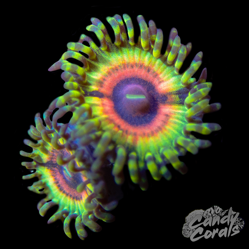 Ultimate Eclipse Zoa Per Polyp (RARE) Z93