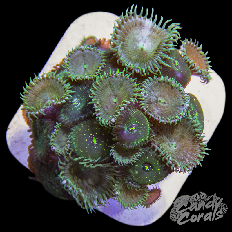 Zoanthid WYSIWYG 6
