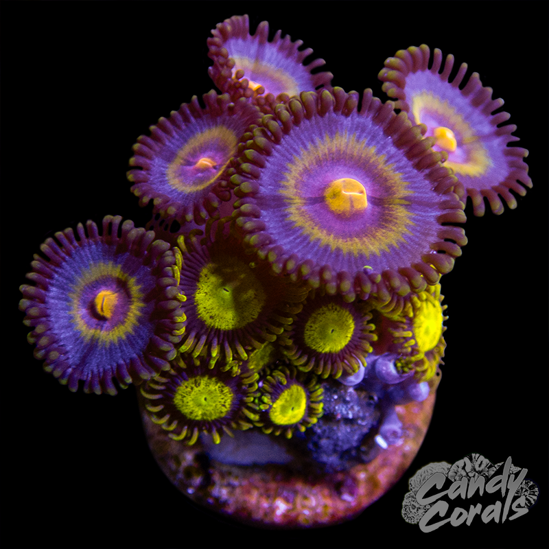 Zoanthid Duo WYSIWYG 32