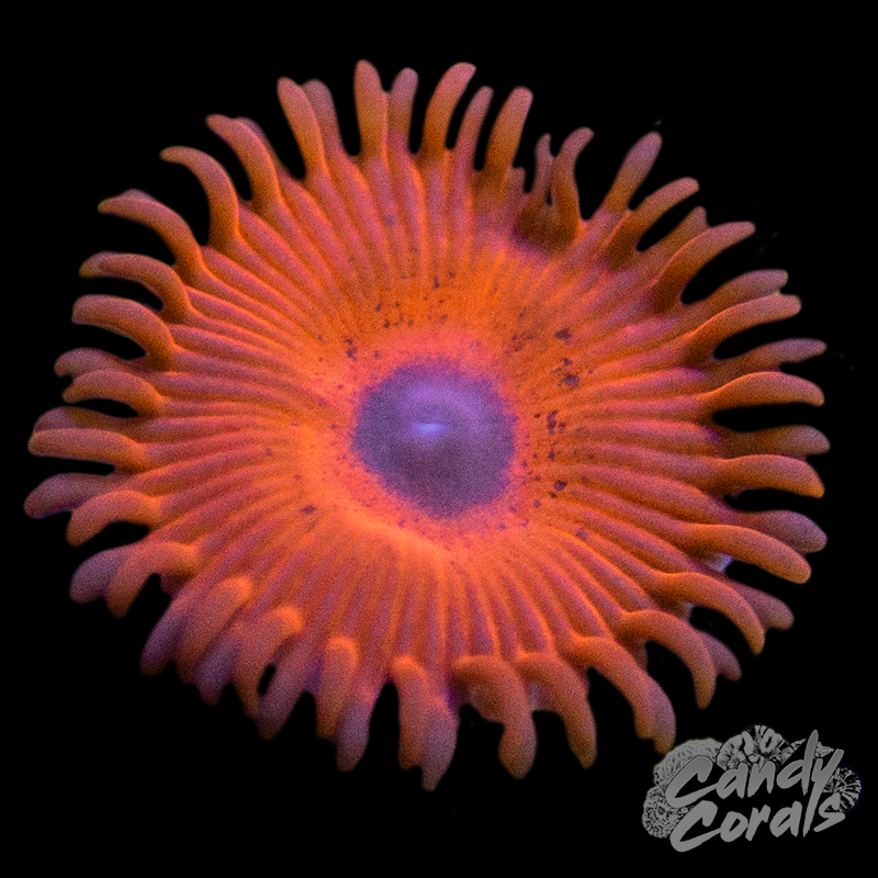 Keds Red Zoanthid Per Polyp Z54