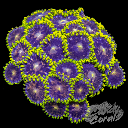 Starfighter Zoanthid Frag