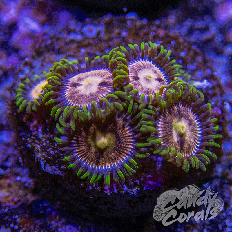 Laser Lemon Zoa Frag