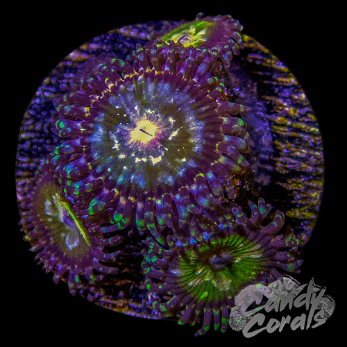 TSA Kaleidoscope Zoanthid Frag Z35 – Candy Corals