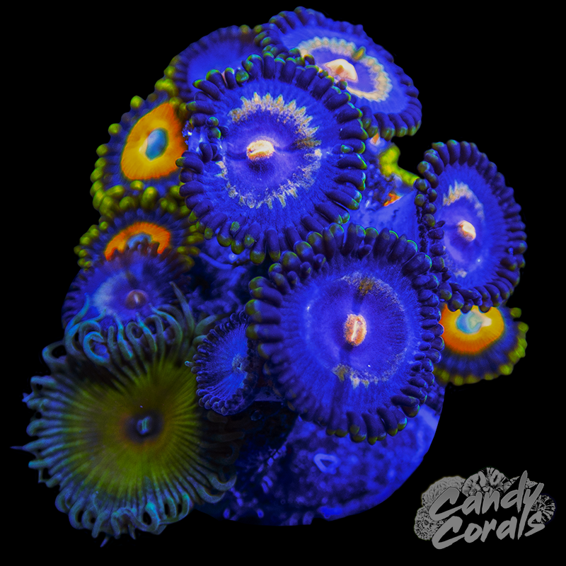 Zoanthid WYSIWYG 11