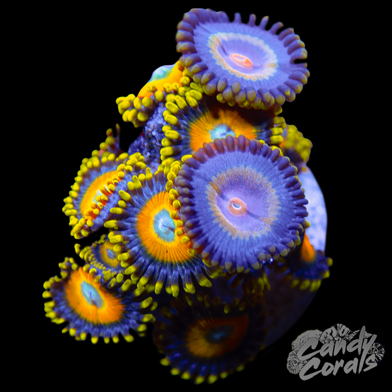 Zoanthid Duo WYSIWYG 14