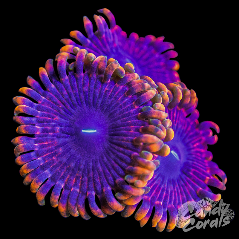 TSA Fairy Farts Zoanthid Per Polyp Z1