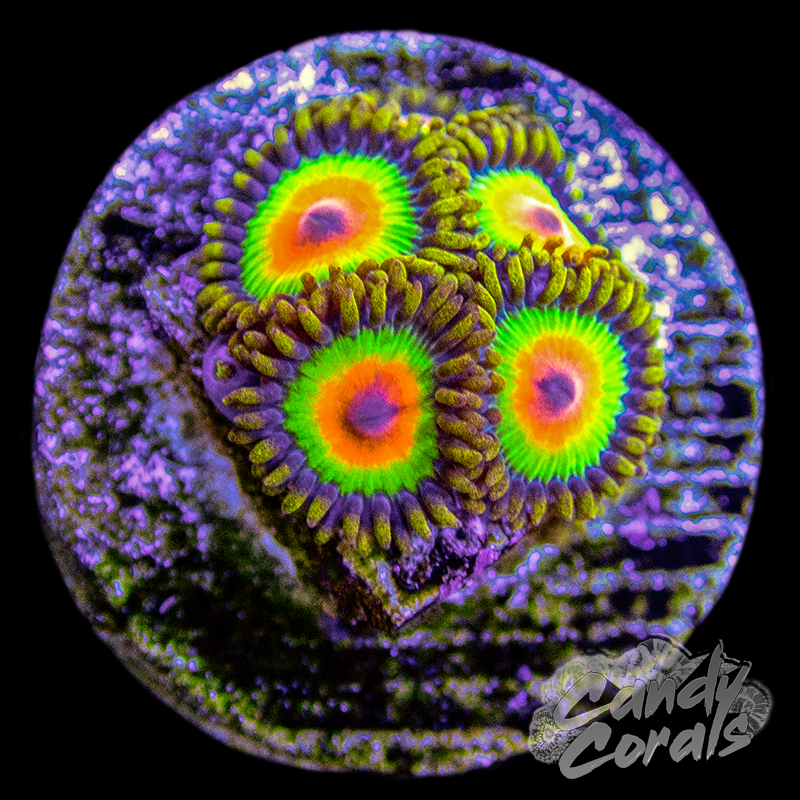 Rasta Zoanthid Frag