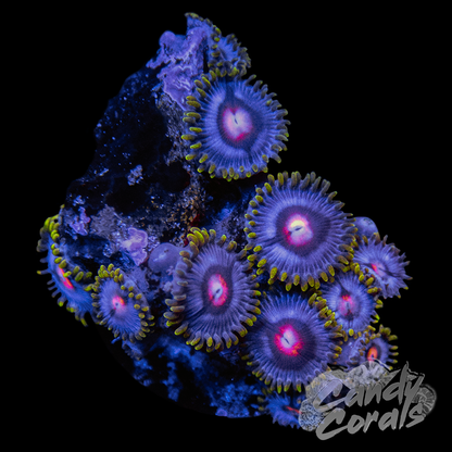 Blowpop Zoanthid Frag Z42