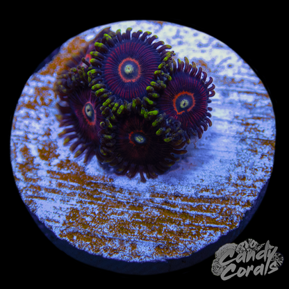 Salted Watermelon Zoanthid Frag Z55