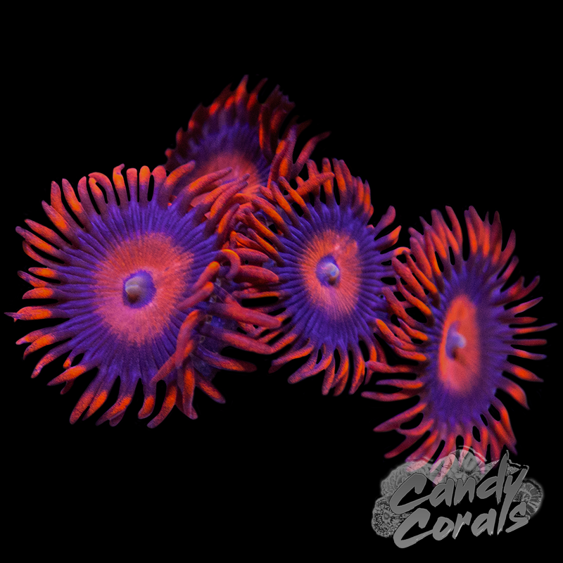 Safe Cracker Zoa Frag Z62 – Candy Corals