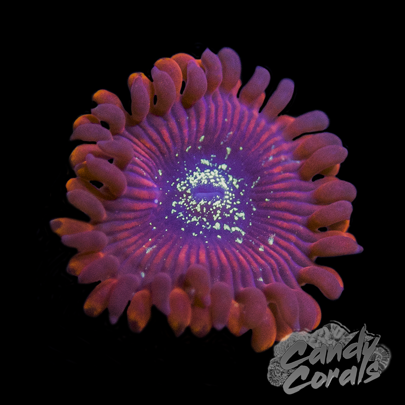 Magician Palythoa Frags Z85