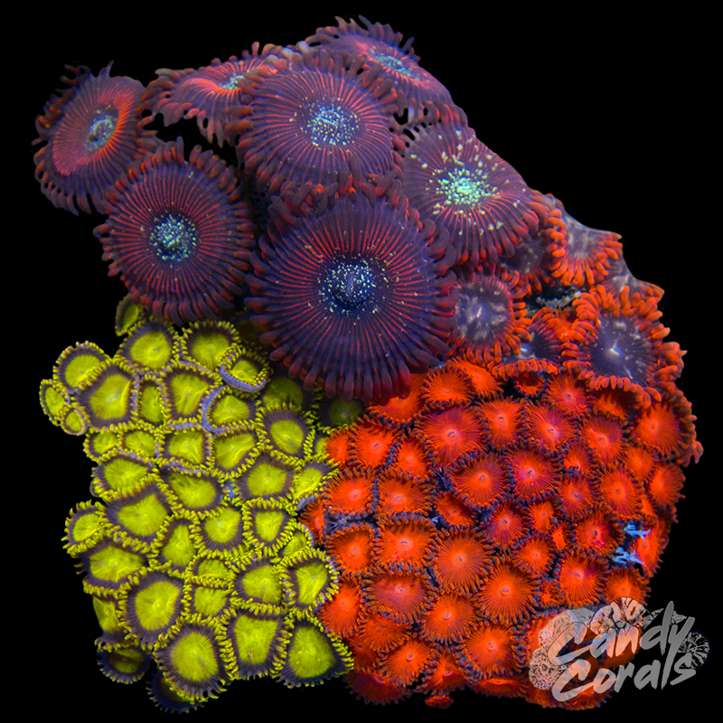 Zoanthid Garden Plate 34