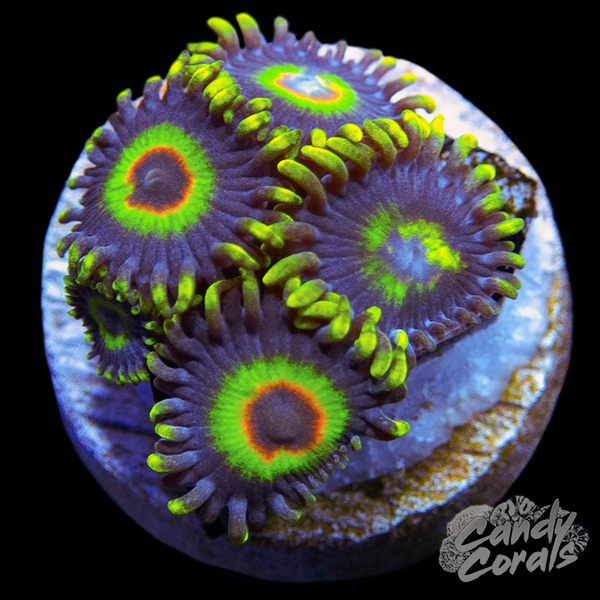 Rasta Morph Zoanthid Frag Z59 – Candy Corals