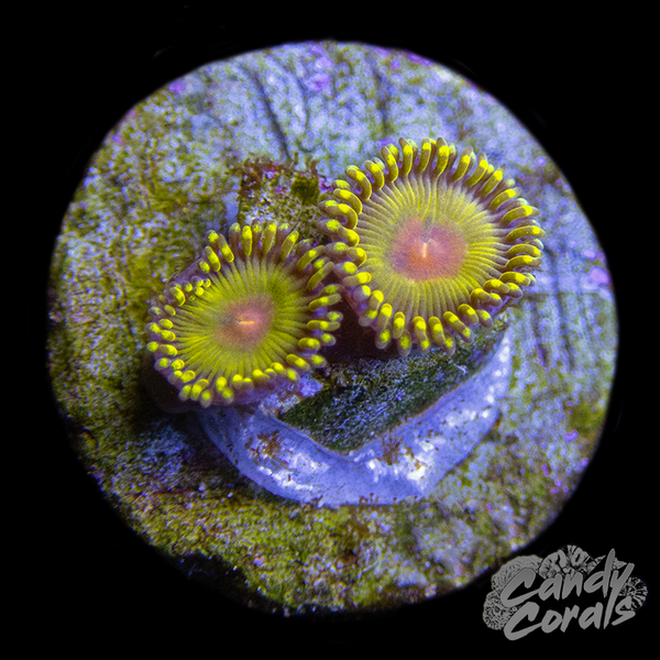 Zoa_02copy_4c983498-c4dc-4ae3-