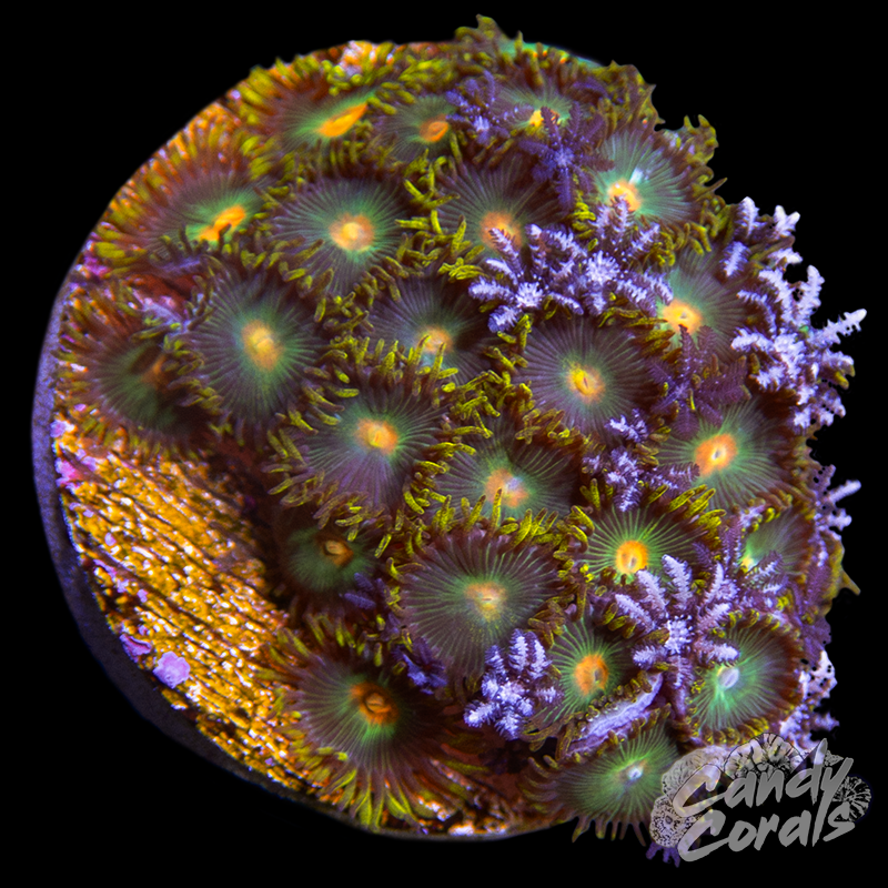 Green Bay Packers Zoa WYSIWYG 7