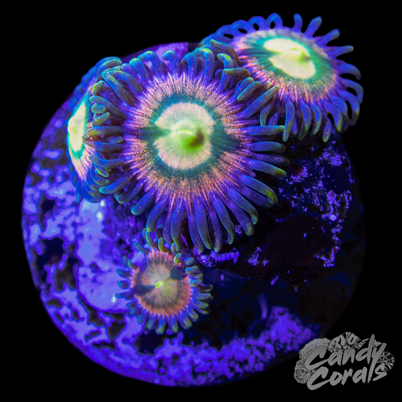 RR Kraken Zoanthid Frag Z16