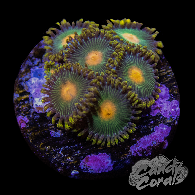 Green Bay Packers Zoa Frag Z68