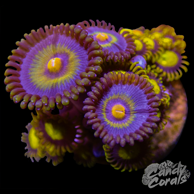Zoanthid Duo WYSIWYG 33