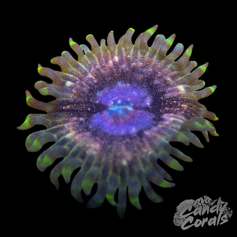 Lethal Weapon Palythoa Per Polyp Z14