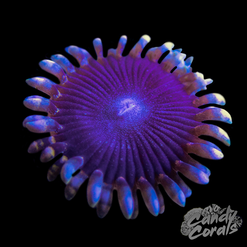 Pluto's Passion Zoanthid Per Polyp Z30