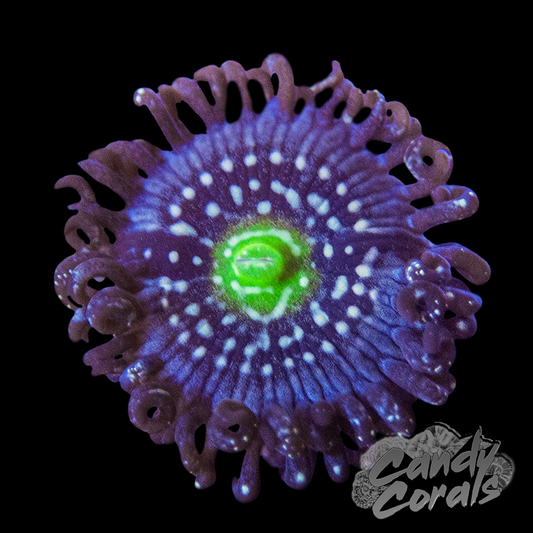 Blue Lagoon Palythoa Per Polyp