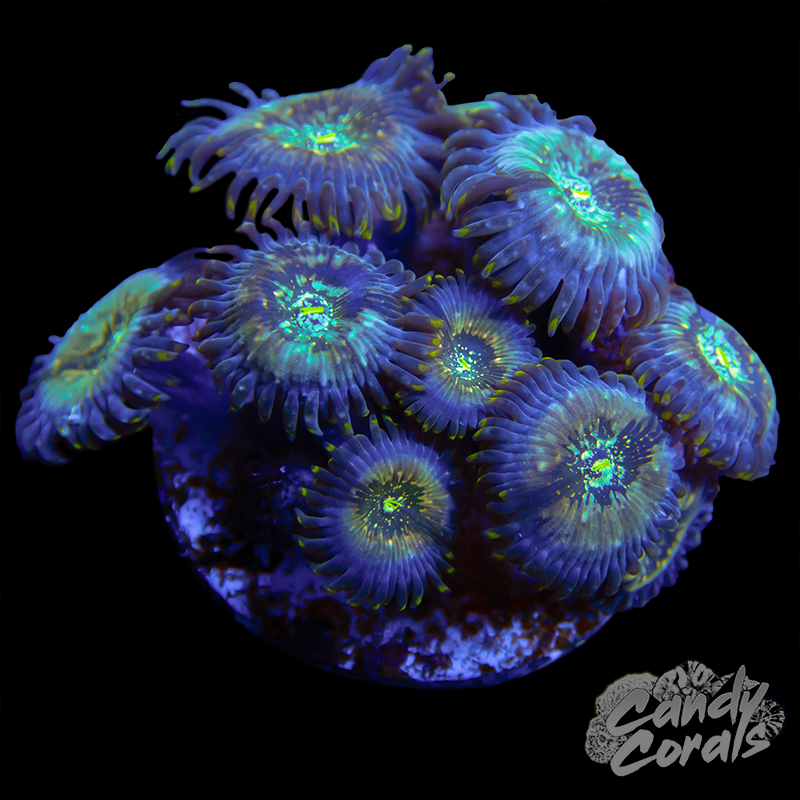 Zoanthid WYSIWYG 40