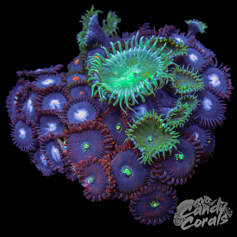 Zoanthid Trio WYSIWYG 37