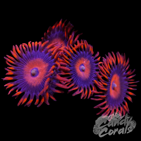 Safe Cracker Zoa Z62 – Candy Corals