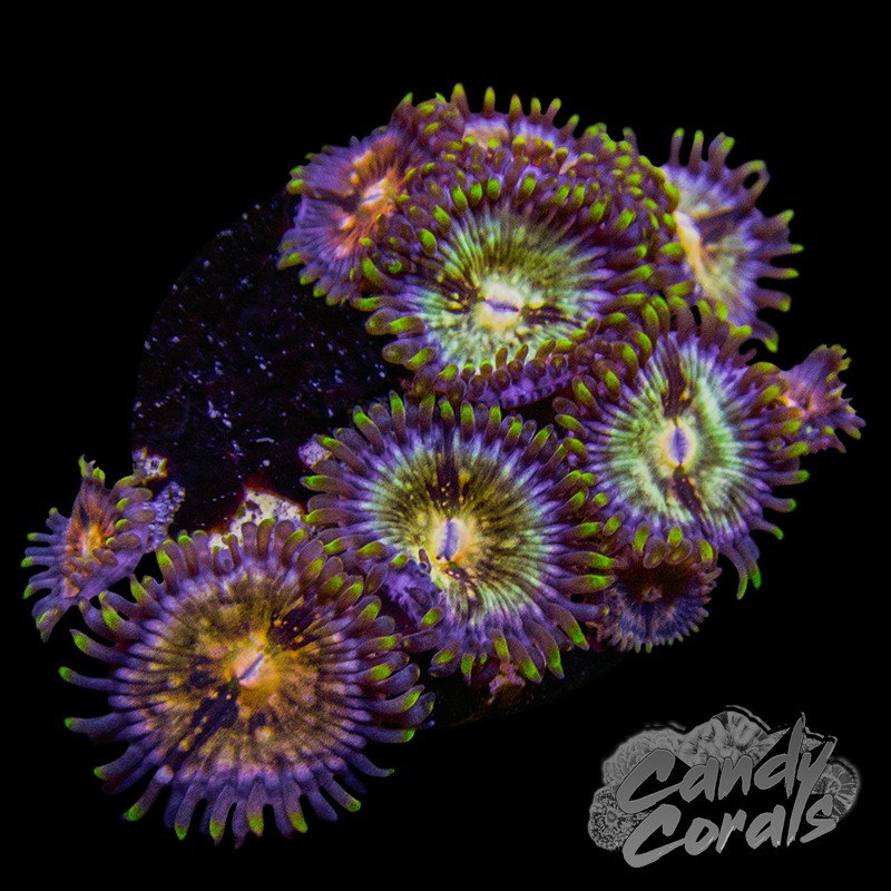 Nirvana Palythoa Frag