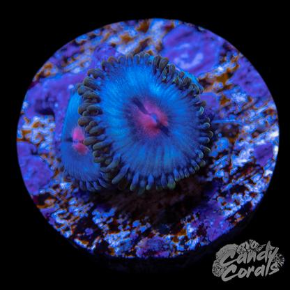 Miami Vice Zoa Per Polyp Z17