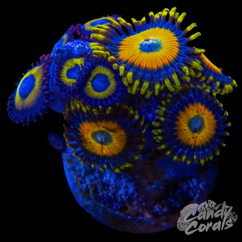 Zoanthid WYSIWYG 12