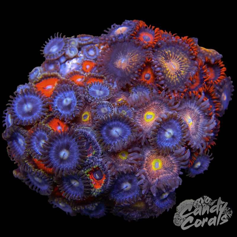 Zoanthid Garden Plate 3