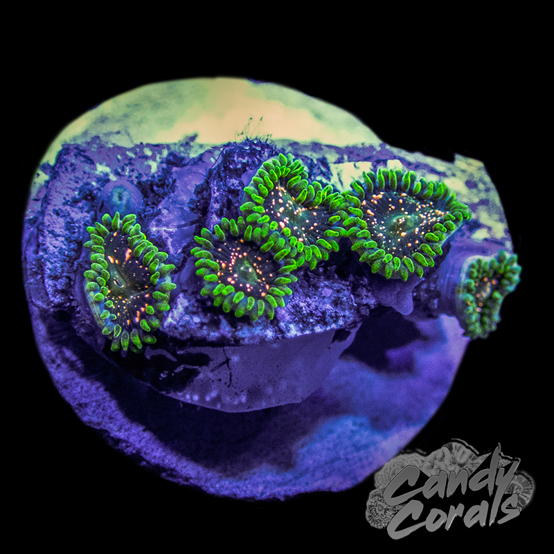 Comet Combustion Zoanthid Frag Z14