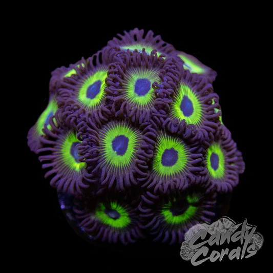 Mean Green Zoanthid Frags