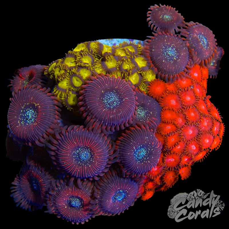 Zoanthid Garden Plate 35