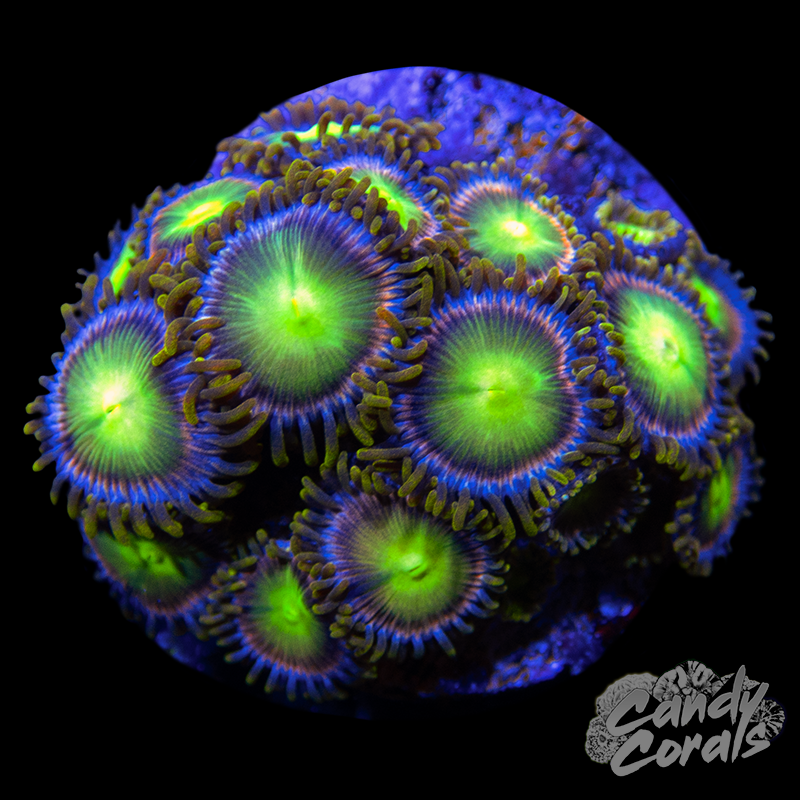 Birthday Cake Zoanthid Frag