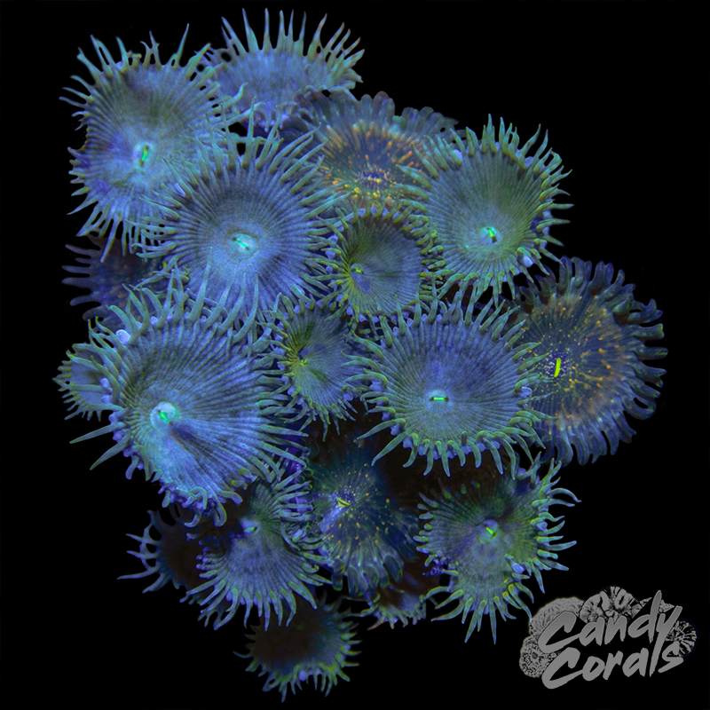 Zoanthid Trio WYSIWYG 38